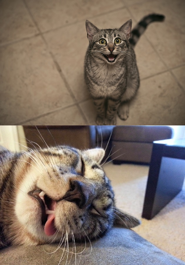 Kucing sebelum dan sesudah kerja (tired cat meme)