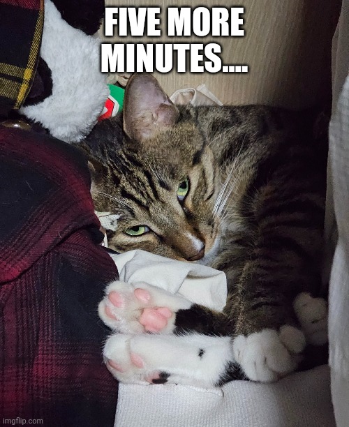 Kucing ngantuk minta lima menit lagi (sleepy cat meme)