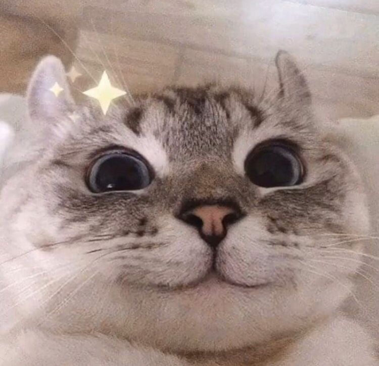 Kucing bahagia (doing great meme)