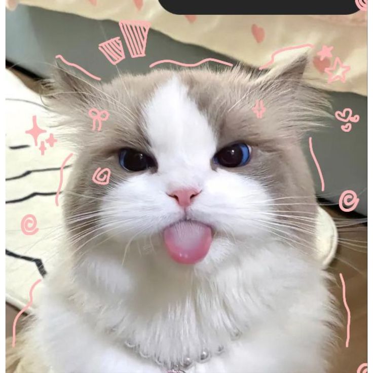 Kucing bermata besar (can't complain meme)