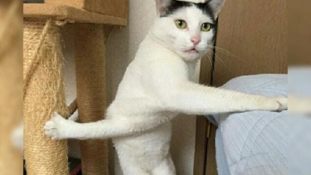 Kucing gemuk santai (living the dream meme)
