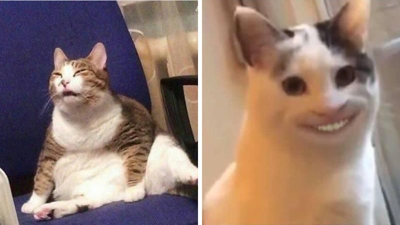 Kucing melet (same old meme)