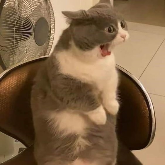 Kucing kaget (could you meme)