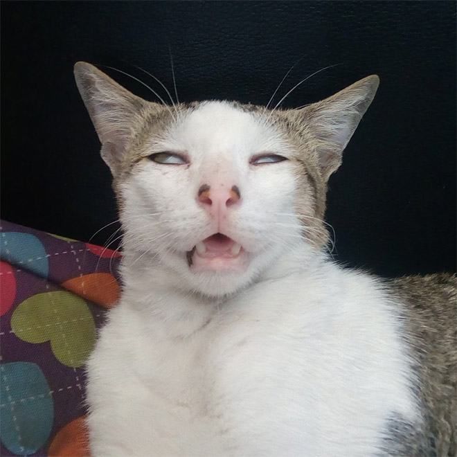 Kucing jutek (would you mind meme)