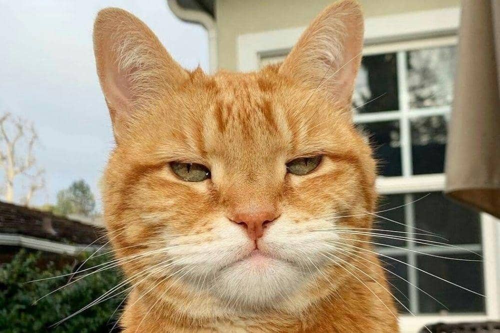 Anak kucing minta es krim (do me a favor meme)