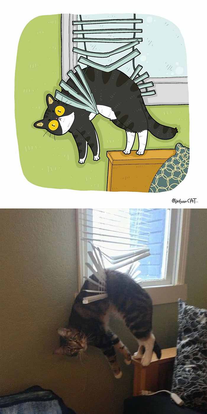 Kucing nyangkut (give me a hand meme)