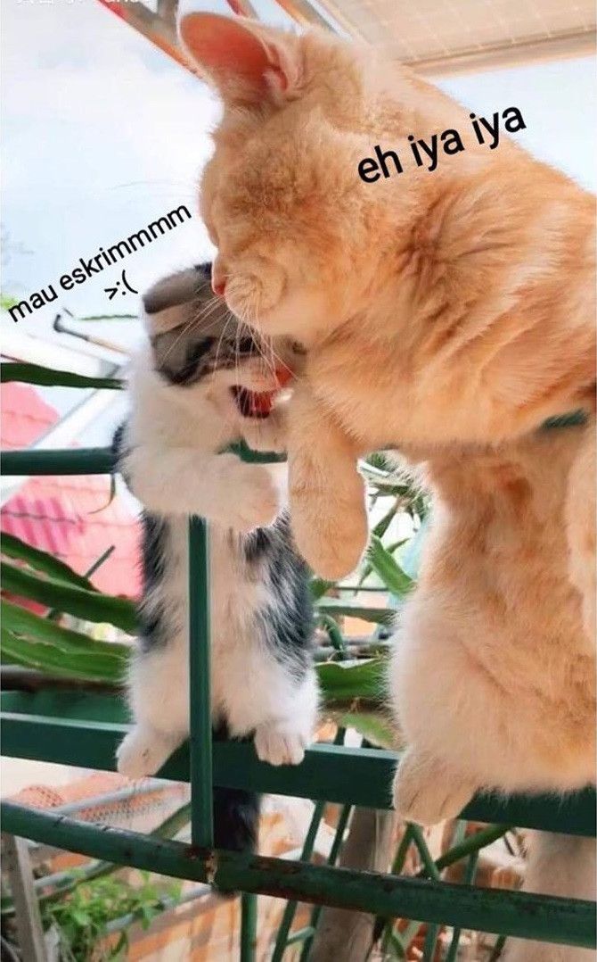 Kucing ngantuk (appreciate meme)