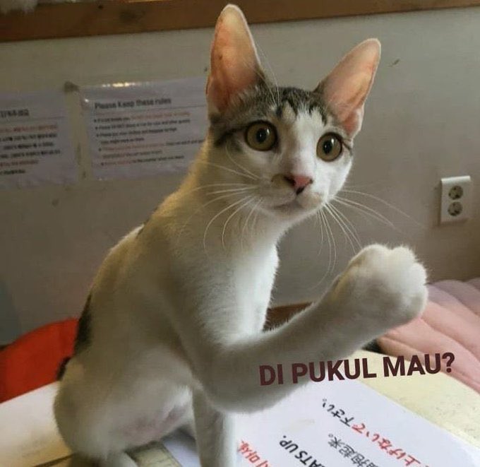 Kucing sedih (my bad meme)