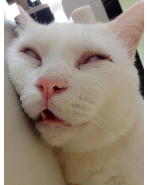 Kucing serius (my apologies meme)