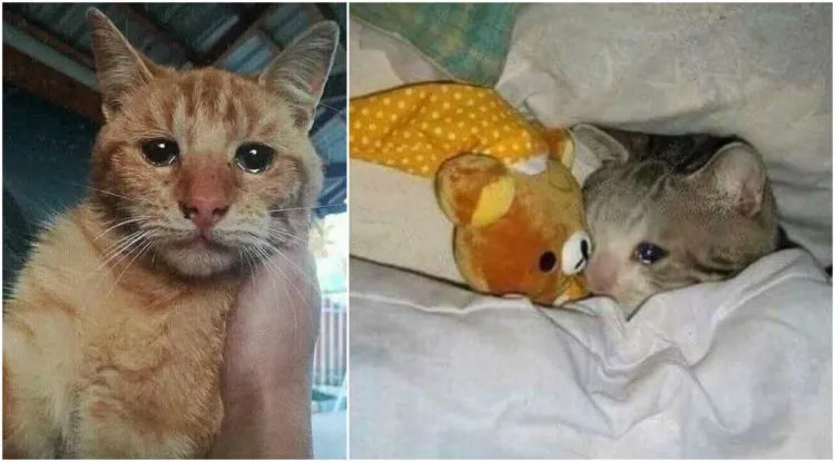 Kucing memelas (forgive me meme)