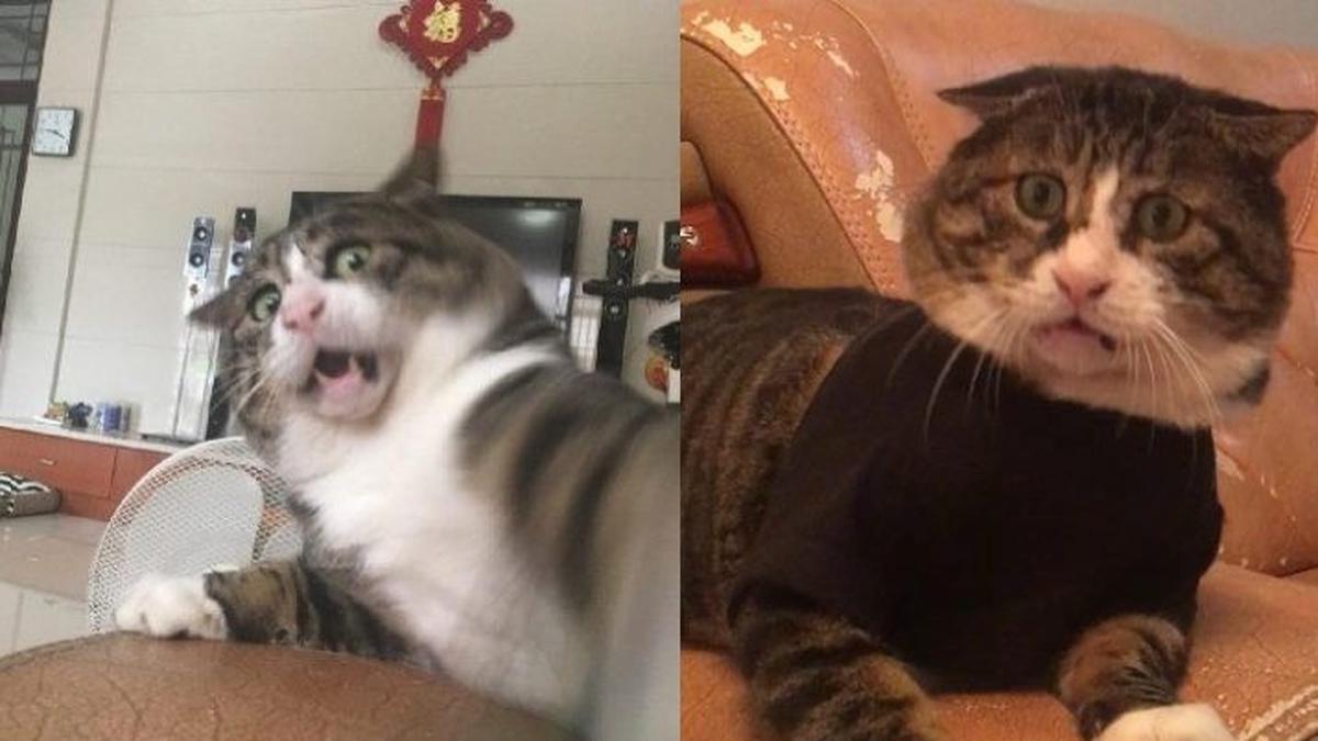 Kucing ancam pukul (pardon me meme)