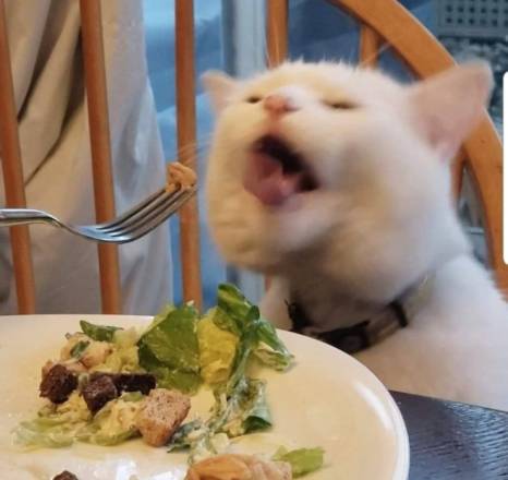 Kucing teriak lihat makanan (can I get meme)