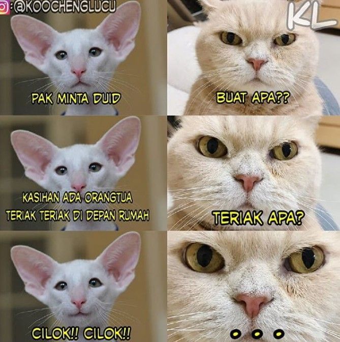 Meme kucing minta duit buat cilok (I'll have meme)