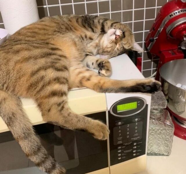 Kucing malas gerak (to go meme)