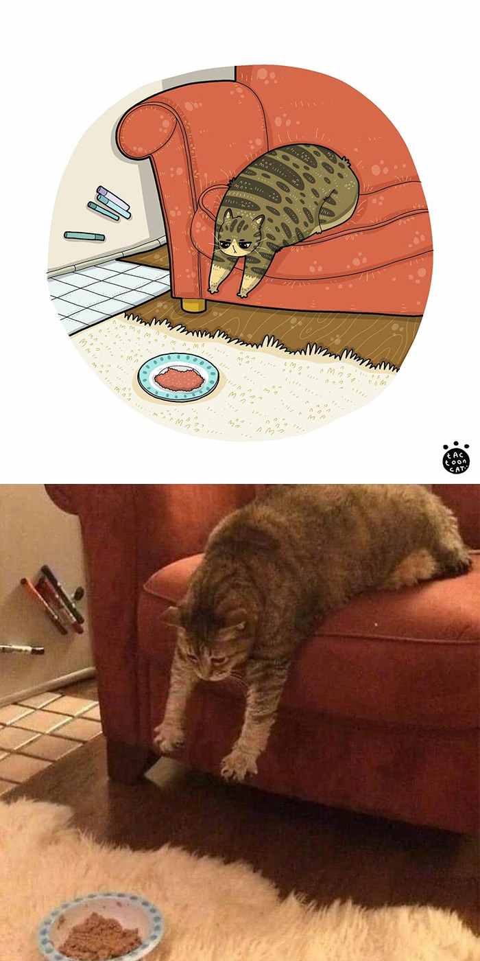Kucing tidur di microwave (bill please meme)