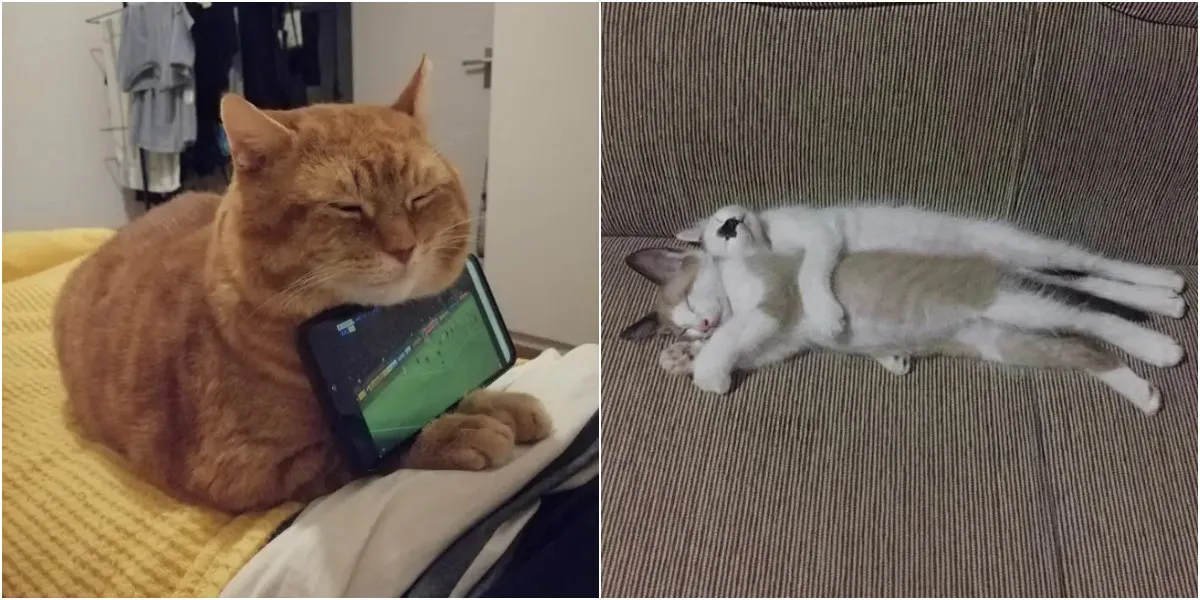 Kucing tidur di HP (delicious meme)