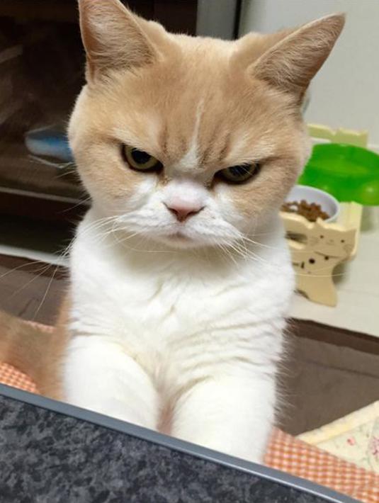 Meme kucing cukup nak (I'd love to but meme)