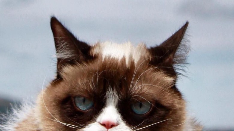 Kucing galak (maybe another time meme)