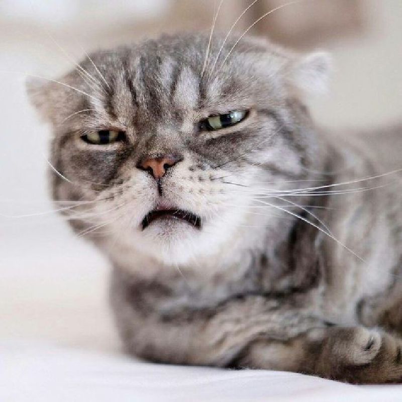 Kucing detik (I'm afraid I can't meme)