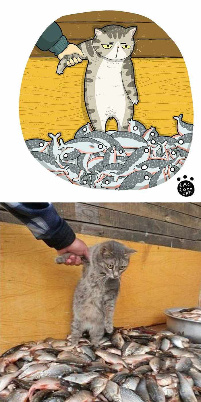 Kucing pinterest (thanks but pass meme)
