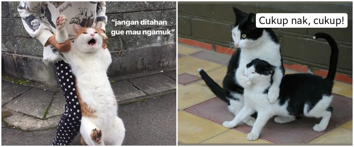 Meme kucing viral (think about it meme)